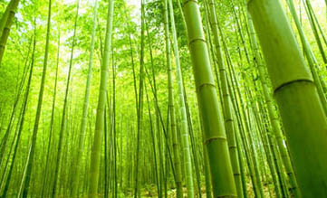 公司簡(jiǎn)介
